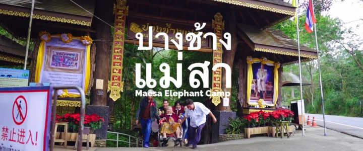 Maesa Elephant Camp ปางช้างแม่สา เชียงใหม่